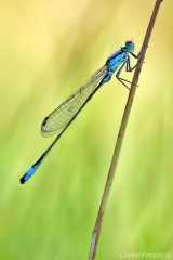 Ischnura elegans - male