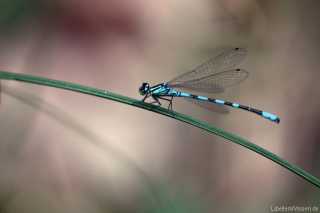 Coenagrion hastulatum - male (May 2013)