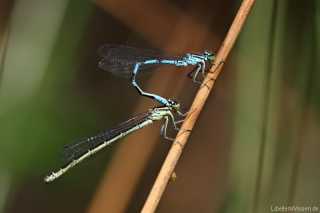 Coenagrion hastulatum - postcopula