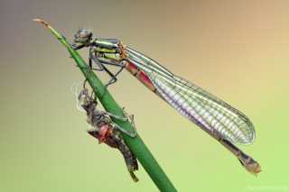 Pyrrhosoma nymphula