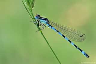 Coenagrion mercuriale