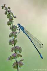 Coenagrion puella
