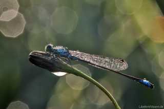 Ischnura elegans - male