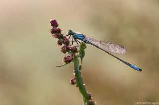 Ischnura elegans - male