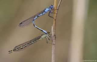 Enallagma cyathigerum, Tandemstellung