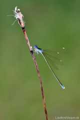 Nehalennia speciosa - female _img_9304
