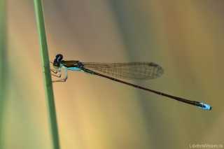 Nehalennia speciosa - male