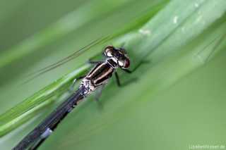 Coenagrion puella, pronotum female_img_246