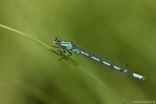Coenagrion hastulatum, male