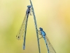 Coenagrion puella