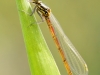 Pyrrhosoma nymphula - teneral female_IMG_0513