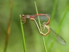 Ceriagrion tenellum - copula _IMG_7908