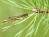 Ceriagrion tenellum - male _IMG_7876