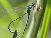 Coenagrion pulchellum - Copula