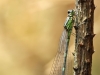 Coenagrion pulchellum - female _img_8088