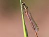 Pyrrhosoma nymphula, male immature