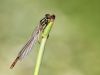 Pyrrhosoma nymphula, male immature