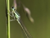 Ischnura pumilio - male immature - IMG_7668