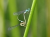 Ischnura elegans - copula_IMG
