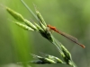 Ischnura pumilio - female _IMG_77