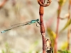 Ischnura pumilio - male_3226
