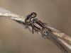 Coenagrion pulchellum - female pronotum.jpg