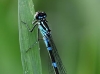 Coenagrion pulchellum female