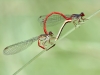 Ceriagrion tenellum - copula_img_6150