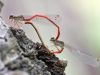 Ceriagrion tenellum - kopula_img_6247