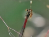 Ceriagrion tenellum - female_img_6028