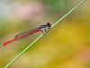 Ceriagrion tenellum - male_img_6055