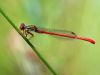 Ceriagrion tenellum - male_img_6162