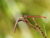 Ceriagrion tenellum - male_img_6183