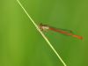 Ceriagrion tenellum - male_img_6189