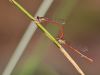 Ceriagrion tenellum - Tandem_img_6032