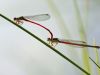 Ceriagrion tenellum - Tandem_img_6196