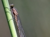 Coenagrion hastulatum immature male_with mites Arrenurus spec.