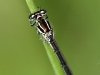 Coenagrion mercuriale female