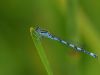 Coenagrion mercuriale - male