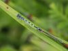Coenagrion mercuriale - Tandem