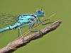 Coenagrion puella-detail_im