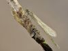 Coenagrion puella mit Exuvie