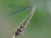 Coenagrion puella - female - blue form