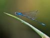 Coenagrion puella_m_img_991