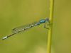 Coenagrion puella - male_img_
