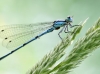 Coenagrion puella male with mites