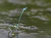 Coenagrion puella - Eiablage