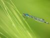 Coenagrion pulchellum - female