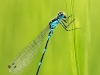 Coenagrion pulchellum - male