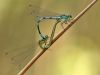 Coenagrion hastulatum - kopula